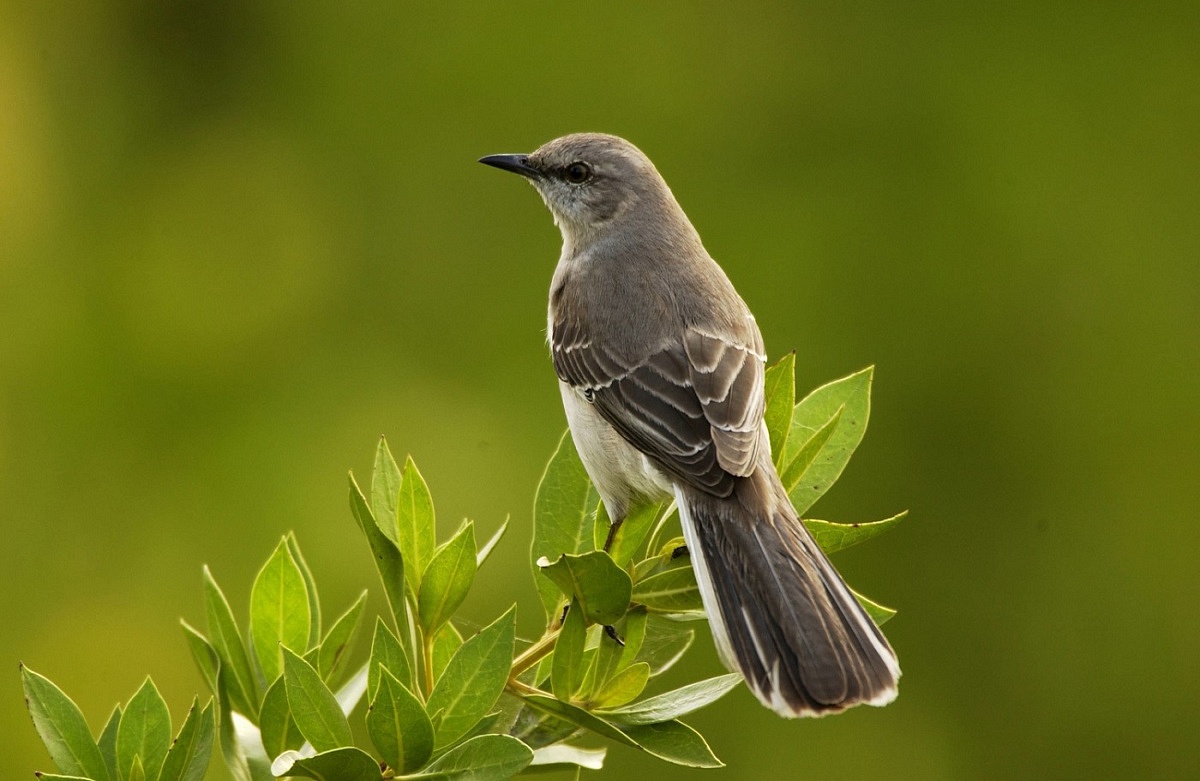 what is special about mockingbirds