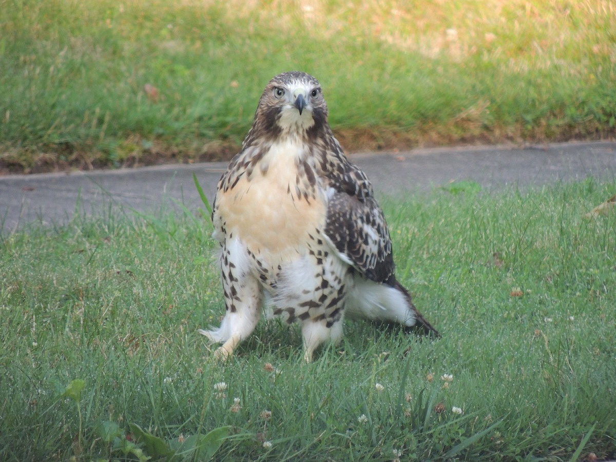 Podcast 213 Do Not Feed Wild Animals — Joey Bee Outdoors, Science, and