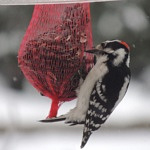 Winter Bird Feeders - Podcast #241